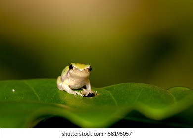 cute baby toads