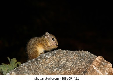 縞リス の画像 写真素材 ベクター画像 Shutterstock