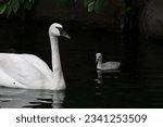 Baby trumpeter swam with parent beautiful swans family swimming in dark water with small white cygnet learning and growing in loving environment 