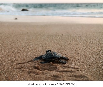 Baby turtle climbing to the sea. - Shutterstock ID 1396332764