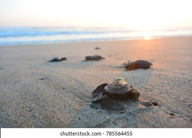 Baby turtle doing her first steps to the ocean. This is the beach of Playa Azul, in Lazaro Cardenas, Mexico