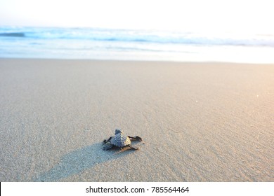 Baby turtle doing her first steps to the ocean. This is the beach of Playa Azul, in Lazaro Cardenas, Mexico - Powered by Shutterstock