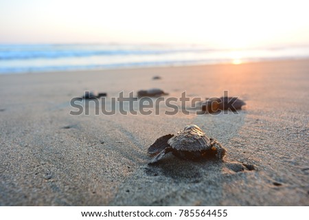 Baby turtle doing her first steps to the ocean. This is the beach of Playa Azul, in Lazaro Cardenas, Mexico