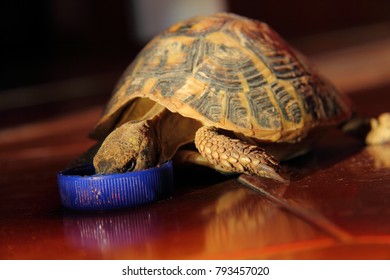 20,784 Turtle food Images, Stock Photos & Vectors | Shutterstock