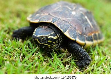baby turtle in grass - Shutterstock ID 164156876