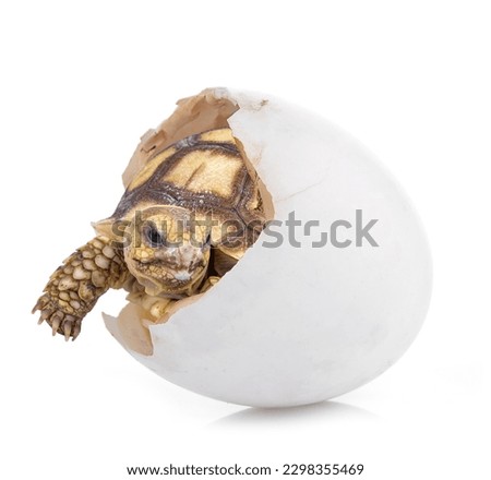 baby turtle hatching from an egg on white background 