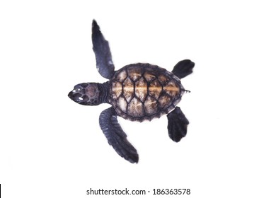 Baby turtle   isolated on the white background