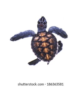 Baby turtle   isolated on the white background