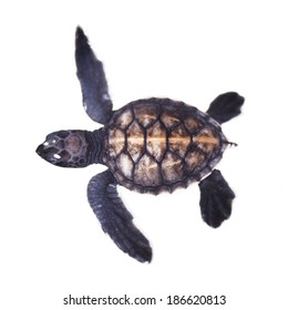 Baby Turtle   Isolated On The White Background