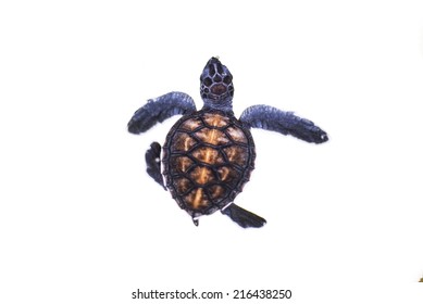 Baby Turtle   Isolated On The White Background