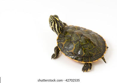 Baby Turtle Isolated On A White Background.