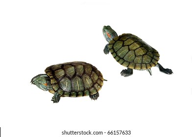 Baby Turtle Isolated On A White