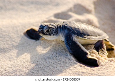 Baby Turtle Just Born On The White Beaches Of The Caribbean