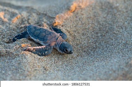 Baby Turtle Just Hatched Moving Towards Stock Photo 1806127531 ...