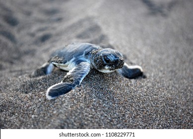 Baby turtle on beach