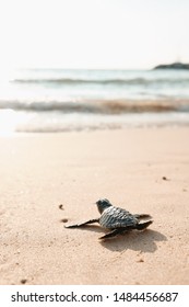 Baby Turtle On Sand Beach Going In Water Ocean. Exotic Little Cub Animal Shore In Direction Of Sea To Survive, Hatched. Wild Coastline, Tropical Beach Landscape. Natural Light Image