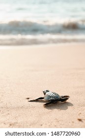 Baby Turtle on Sand Beach Going in Water Ocean. Exotic Little Cub Animal Shore in Direction of Sea to Survive, Hatched. Wild Coastline, Tropical Beach Landscape. Natural Light Image