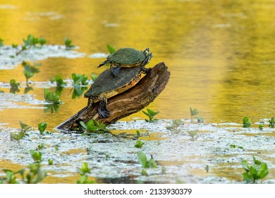 Baby Turtle On Top Of Another Yellow Bellied Slider