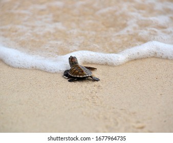 Baby turtle prepare to head for the sea