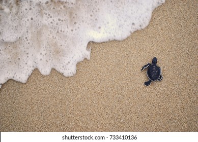 Tortuga Bebe Marina Imagenes Fotos De Stock Y Vectores Shutterstock