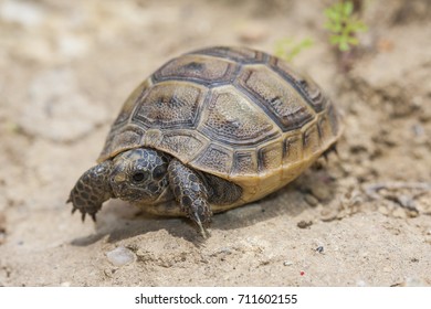 Baby Turtle Spurthighed Tortoise Greek Tortoise Stock Photo 711602155 ...