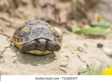 1,758 Tortoise sleeping Stock Photos, Images & Photography | Shutterstock