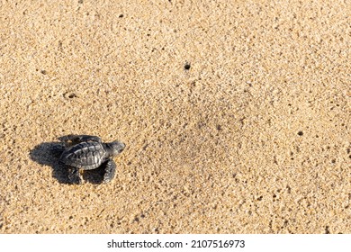 Baby Turtle Walking To The Ocean