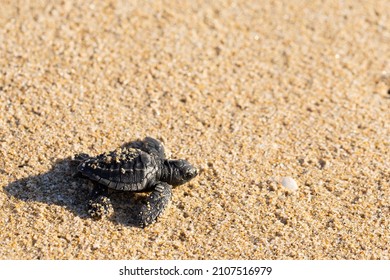 Baby Turtle Walking To The Ocean