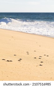 Baby Turtle Walking To The Ocean