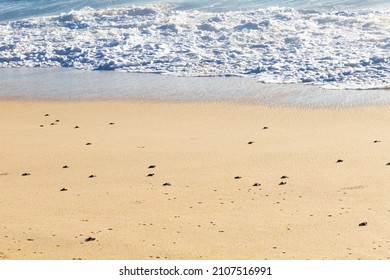 Baby Turtle Walking To The Ocean