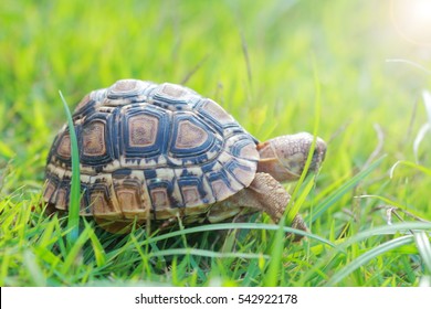 Baby Turtle Walking On Grass.