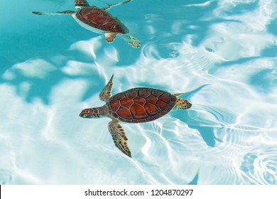 Baby turtle in the water, Mexico