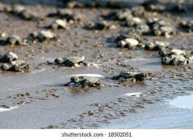 2,969 Turtle birth Images, Stock Photos & Vectors | Shutterstock