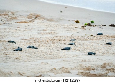 94 Baby Struggling To Crawl Images, Stock Photos & Vectors | Shutterstock