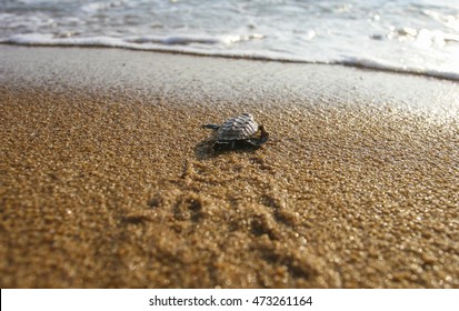 Baby turtles (Hawksbill sea turtle) popped out of the sand and waddled toward the ocean.