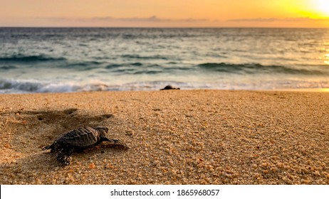 Baby turtles liberation in a secret beach in Mexico - Shutterstock ID 1865968057