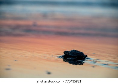 Baby Turtles On The Beach