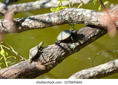 Baby Turtles Sunning On A Branch Near A Lake In Hanna Park, Jacksonville, Florida