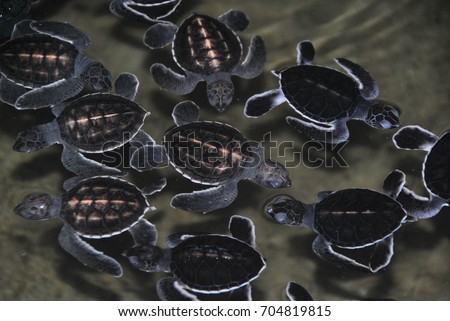 Baby Turtles at Turtle Hatchery in Kalutara, Sri Lanka