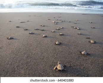 Baby Turtles Walking Towards The Ocean After Hatching, EL PAREDON, GUATEMALA, October 2015