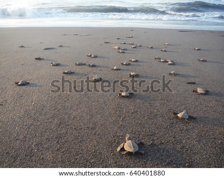 baby turtles walking towards the ocean after hatching, EL PAREDON, GUATEMALA, October 2015