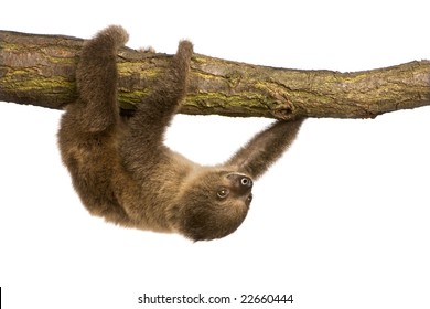 Baby Two-toed Sloth (4 Months) - Choloepus Didactylus In Front Of A White Background