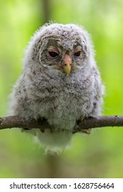 Baby Ural owl (Strix uralensis) in the wild near the nest. The Ural owl (Strix uralensis) is a fairly large nocturnal owl family Strigidae. 