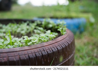 Baby vegetable Growing on reused trie.Reuse or zero waste concept.Selective focus. - Shutterstock ID 2174521111