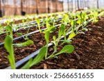 Baby vegetables planting in nursery greenhouse with drip irrigation water system, modern agricultural concept