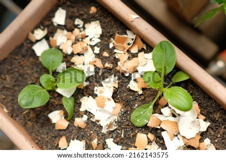 Baby vegetables in pots, the soil is sprinkled with eggshell crumbs as mulch