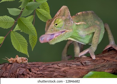 A baby veiled chameleon is sticking his tongue out to capture a cricket.