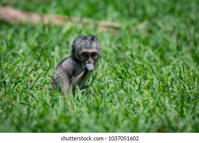 Baby vervet monkey facing camera in grass