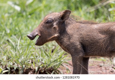Baby Warthog Up-Close