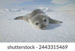 Baby Weddell Seal On Antarctica Snow Land Close-Up. Polar Landscape. Cute Puppy Lying On The Frozen Ground And Yawning. Habits Of Wild Animals. Antarctic Continent. Funny.